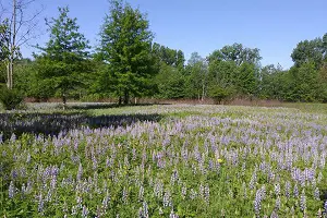  Think Spring in BG! 2020